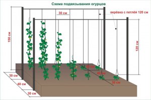 Огурцы какого размера срывать с грядки?