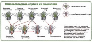 На каком расстоянии друг от друга сажать растения опылители?