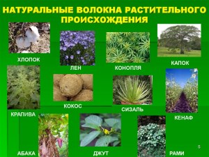 Из какого растения делают котеку?