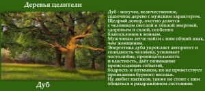 Правда ли, что дуб обладает сильной положительной энергией ? Почему?