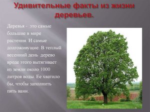 Как по научному и в простонародье называется дерево? Почему?