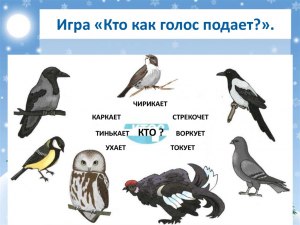 Какие птицы имеют не приятные голоса?