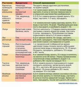 Какие есть народные советы от вредителей на домашних цветах?