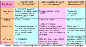 В какое время года цветет декабрист?