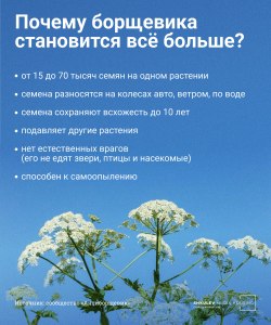 Когда борщевик Сосновского захватит Россию?