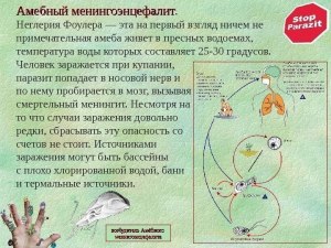 В каких водоемах водится амеба Неглерия Фоулера, пожирающая мозг?