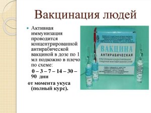 Сколько времени на точ обы сделать вакцину от бешенства после укуса?