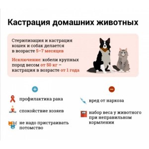 Влияет ли кастрация котов на пищевые пристрастия?