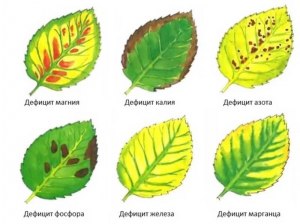 Кто придумал специальную дверцу для кошек в дверях домов?