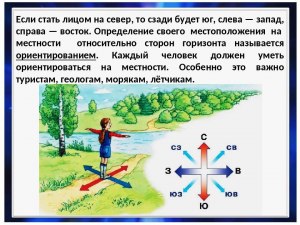 Как водомерка поможет определить стороны света?