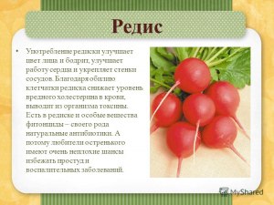 Что делать, если редис мелкий, жесткий, а ботва крупная?