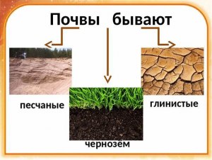 Что такое легкая почва и тяжелая почва для растений, чем отличаются?