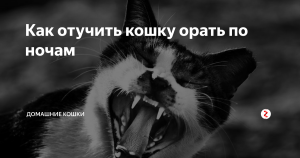 Как отучить кота орать по ночам?