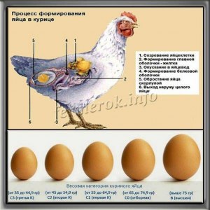 Что сделать чтобы куры несли крупные яйца?