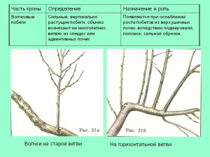 Как убрать ствол старой груши и дать рост культурному побегу?