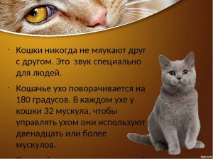 Почему кот занудно мяукает утром, пока я с ним не заговорю (см)?