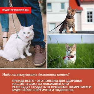 Как отпускать домашнего кота на улицу в большом городе и надо ли?