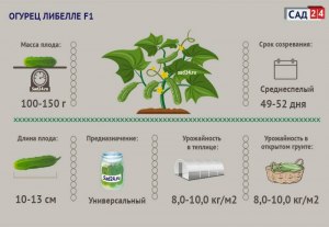 Сколько дней зреют огурцы после цветения?