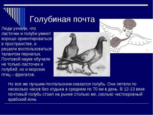 Как обучают почтовых голубей?