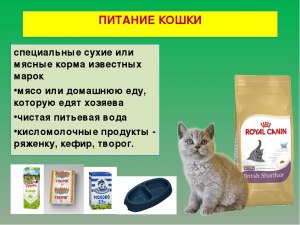 Какой корм давать кошке, чтоб она не имела проблем с пищеварением?