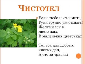 Можно ли козам давать чистотел или нет, почему?