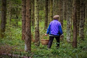 Как люди ходят за грибами в те леса где водятся волки?