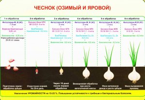 Будет ли отличаться картофель, посаженный в июне-июле, от майской посадки?