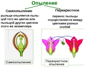 Как правильно опылить петунию?Какие есть нюансы,тонкости такого опыления?