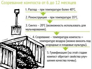 Чем ускорить созревание компоста в компостной куче?