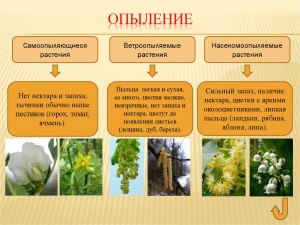 Что будет если многолетнее растение опылить однолетним?Какие есть примеры?