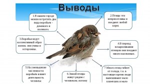 Могут ли воробьи жить в неволе, почему?