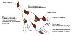 Собака злобно лает, но виляет хвостом что это значит? Она нападет?