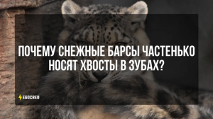 Почему барсы частенько носят хвосты в зубах?