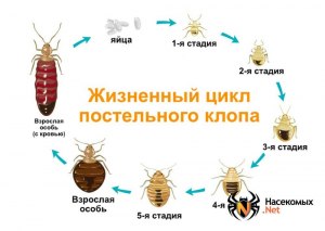 Древесный клоп чем опасен, откуда взялся в Москве и МО, как его уничтожить?