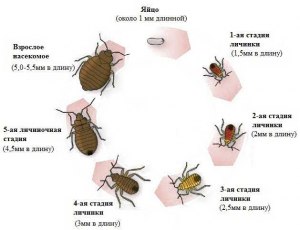 Что за насекомые, букашки, клопы на окнах домов в Москве и МО?