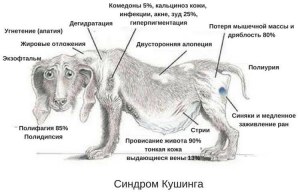 Сколько будет длиться недержание у собаки от дипроспана?