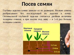 Поздний сев. На какую дату весной заканчивается посев семян?