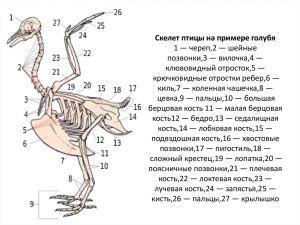 Какой зуб есть у курицы в детстве и для чего он нужен?