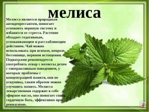 Мелисса молодая обладает ли запахом?