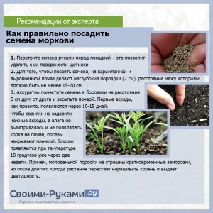 Как сеют в полях свеклу? Вручную или чем? Потом всходы прореживают?