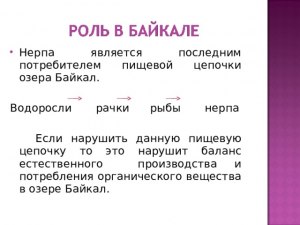 Что за тюлень является вершиной пищевой цепи озера Байкал?