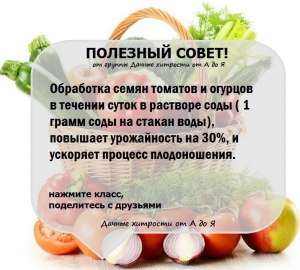 Против каких насекомых используют томаты? Рецепты?