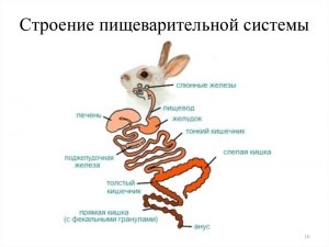 Какая кишка в пищеварительном тракте развита лучше всего у грызунов?