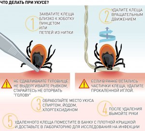 Почему клещей надо бояться весной, в начале лета? А что клещи делают потом?