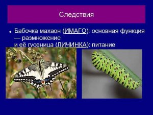 Какая самая предпочтительная пища для гусеницы бабочки Махаона?