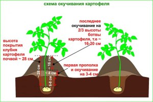 Картофель в поле окучивают? Если да, то чем и как?