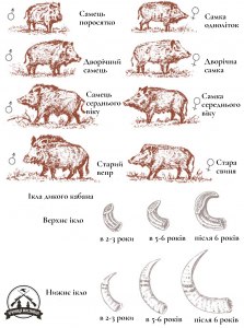 Как отличить секача от самки кабана?