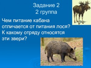 К какому отряду относится кабан?