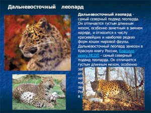 К какому классу относится амурский леопард?