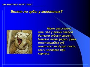 Почему у животных не болят зубы, хоть они их не чистят?